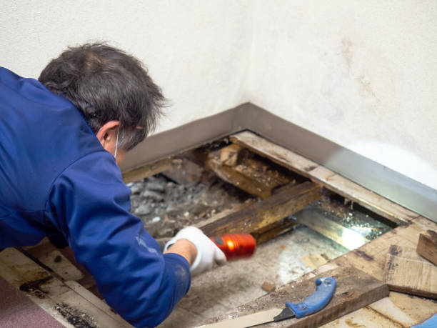 Best Kitchen Mold Remediation in Ida Grove, IA