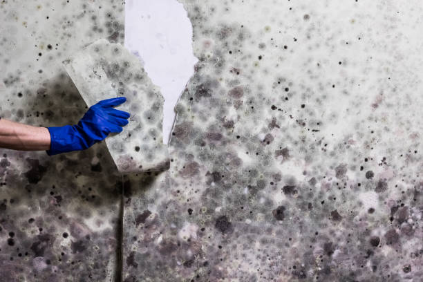 Best Mold Remediation for Specific Building Types in Ida Grove, IA