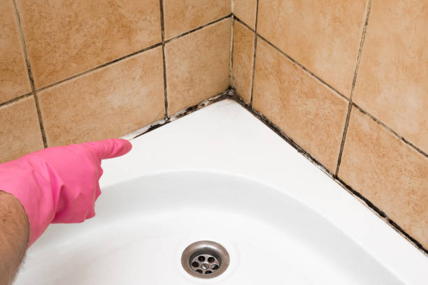 Best Localized Mold Remediation (e.g., coastal areas, humid climates) in Ida Grove, IA